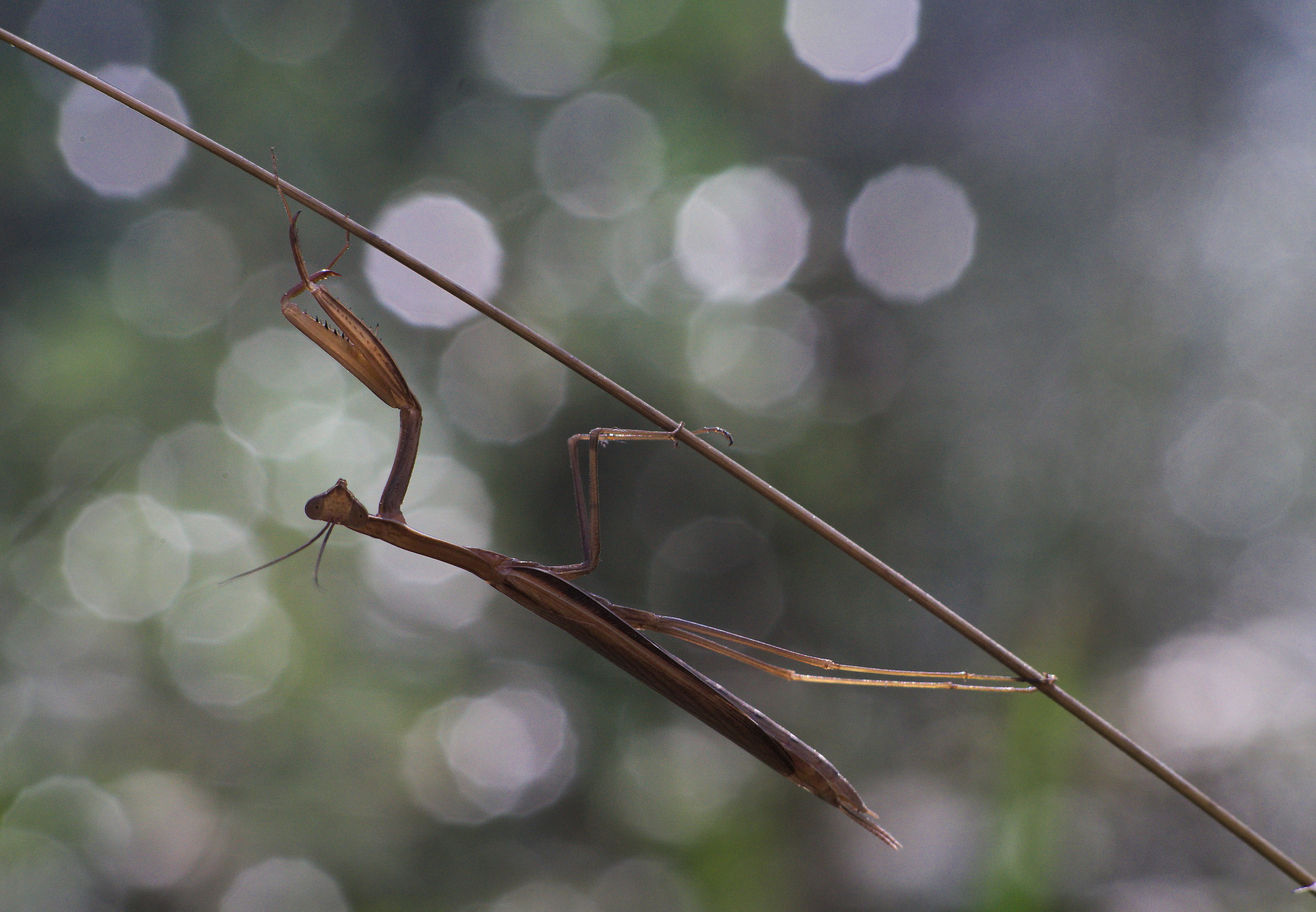 Praying mantis