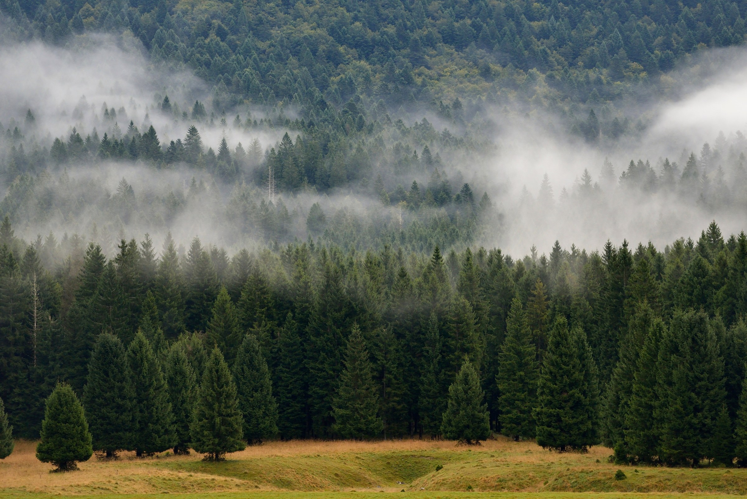 Cansiglio al mattino...