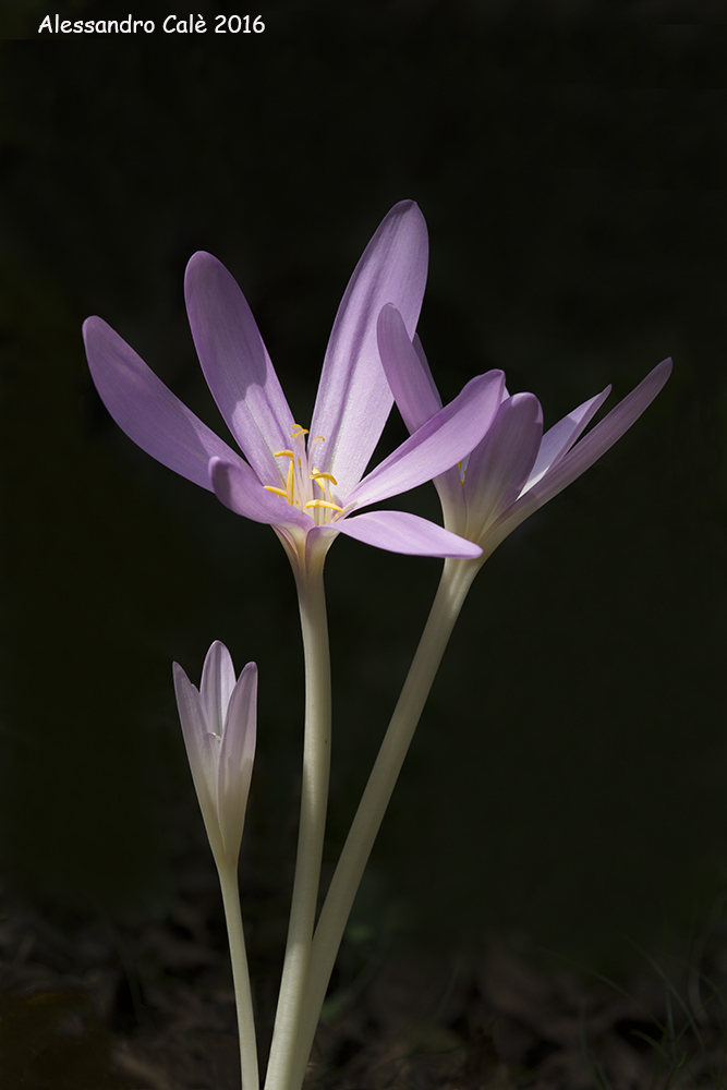 Colchicum autumnale (Colchico autunnale) 8793