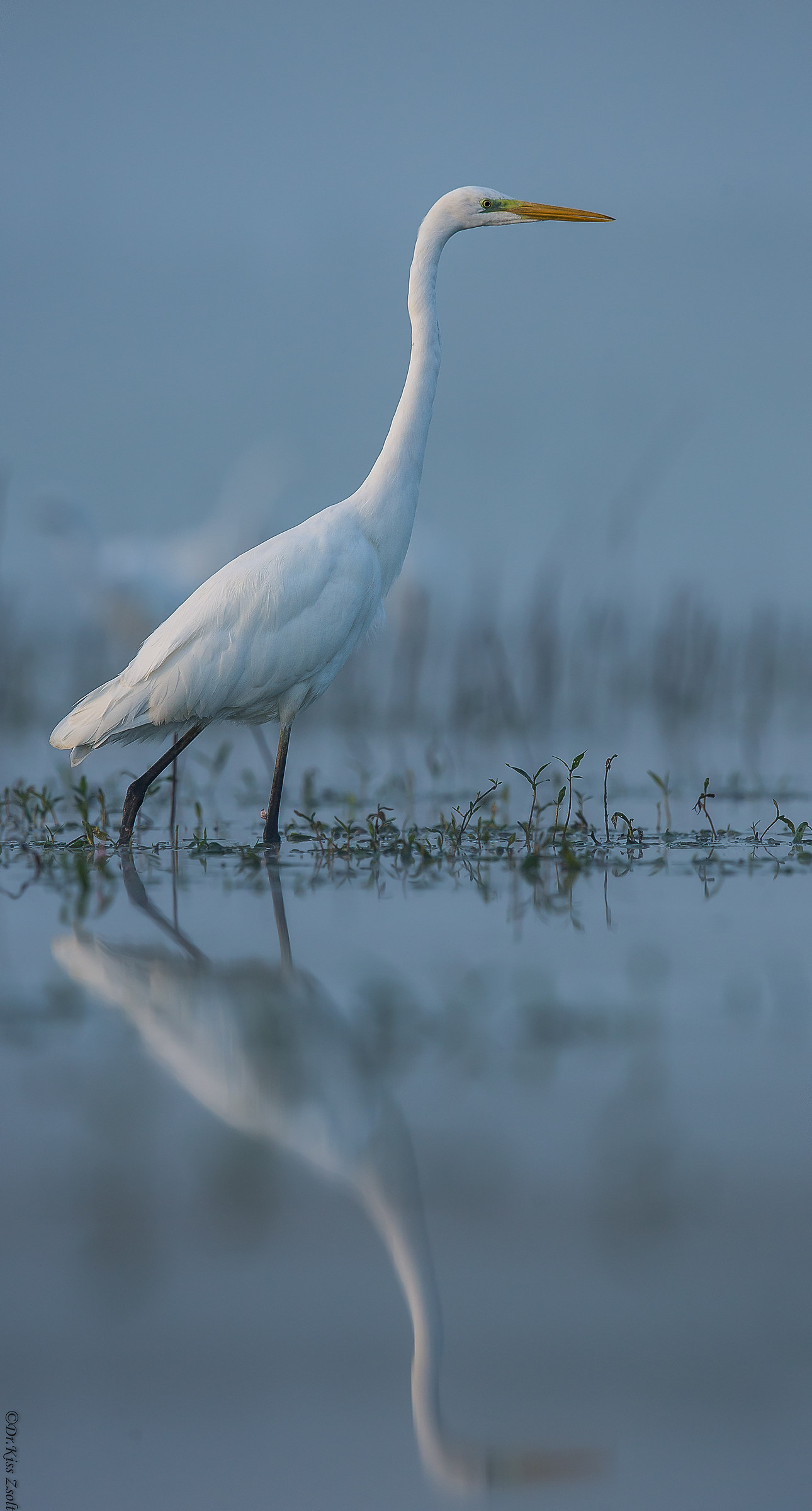 Grande egret in luci nascenti