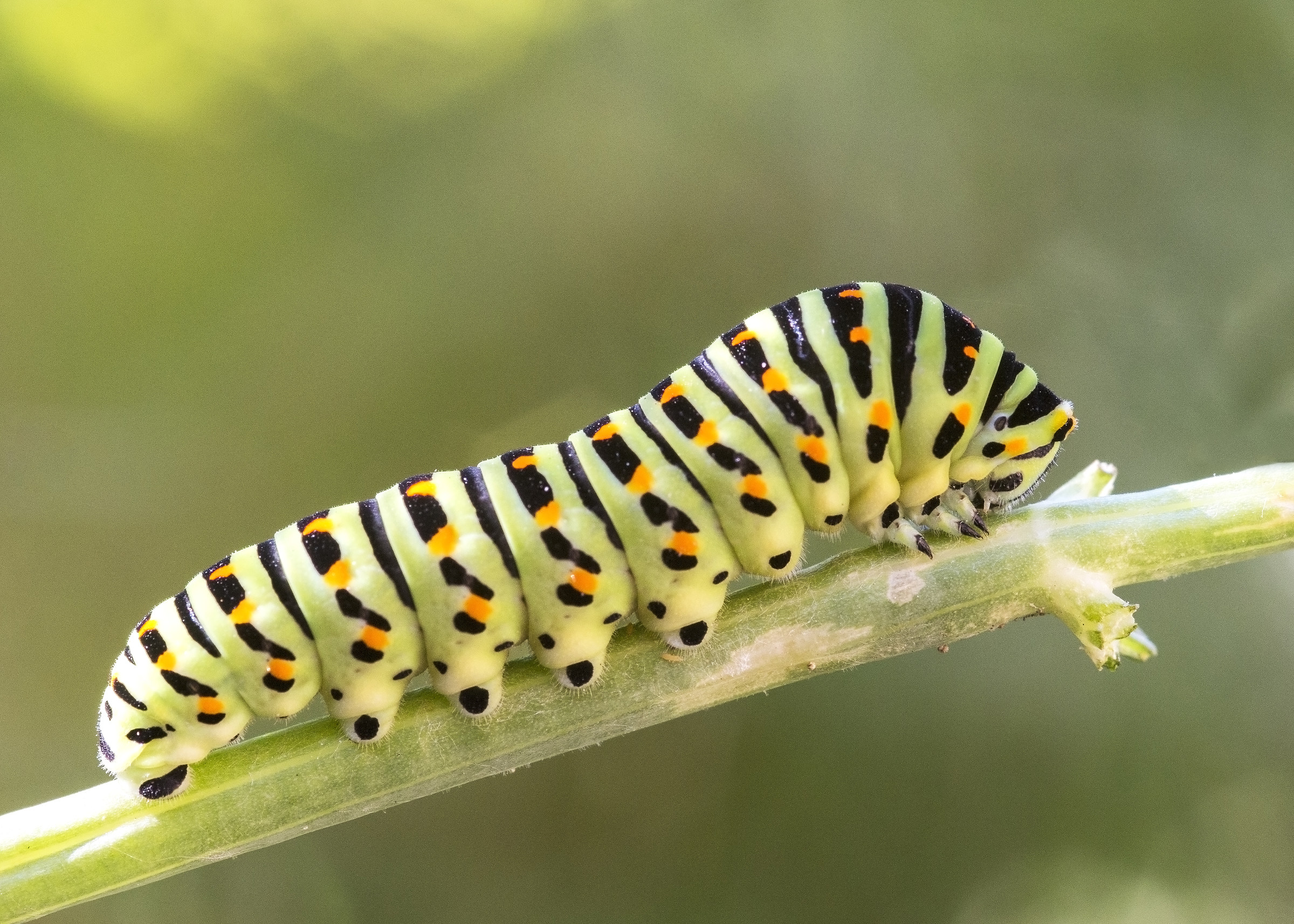 Caterpillar of swallowtail