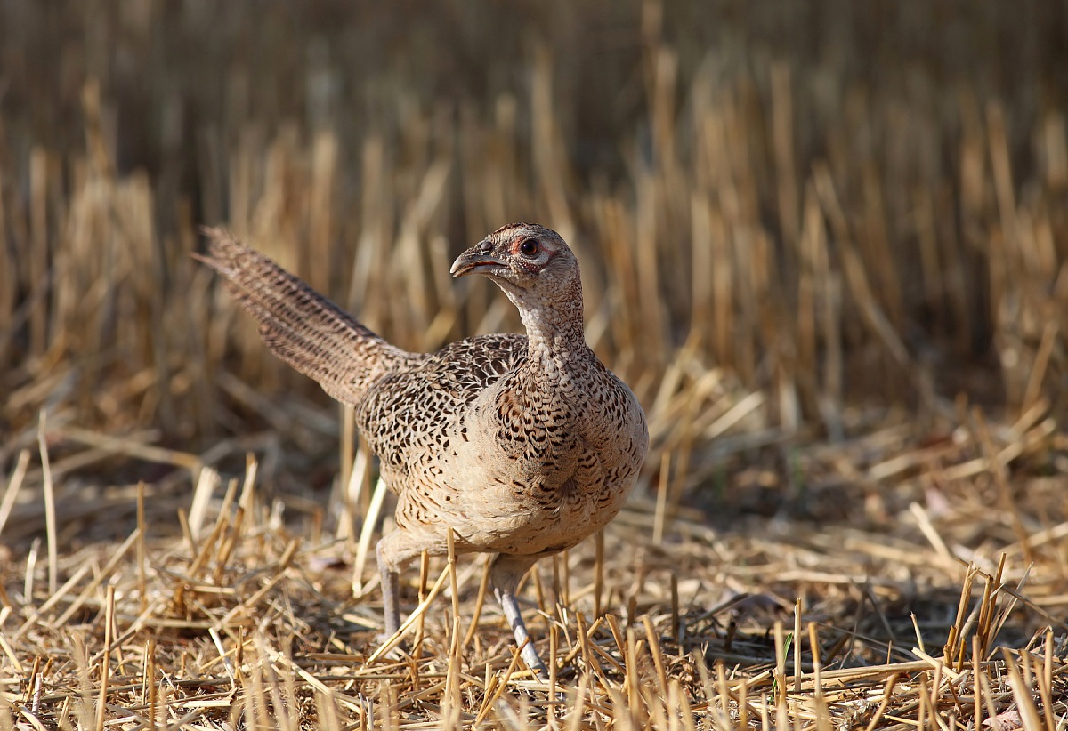 fagiano (femmina) 2012