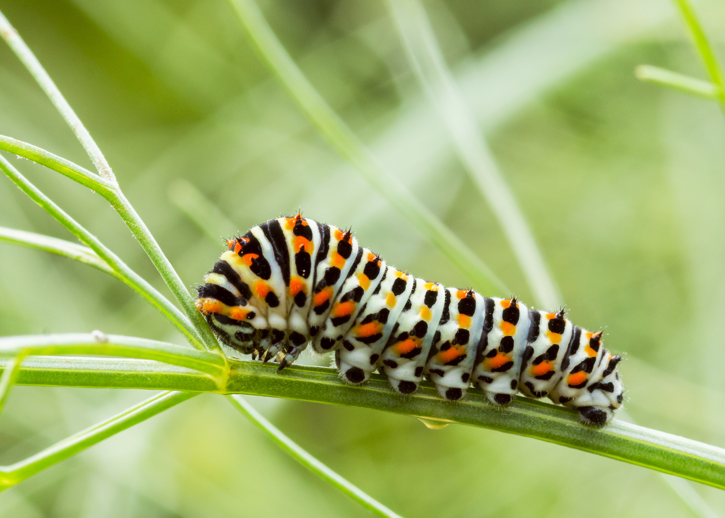 Caterpillar of swallowtail "youngest"