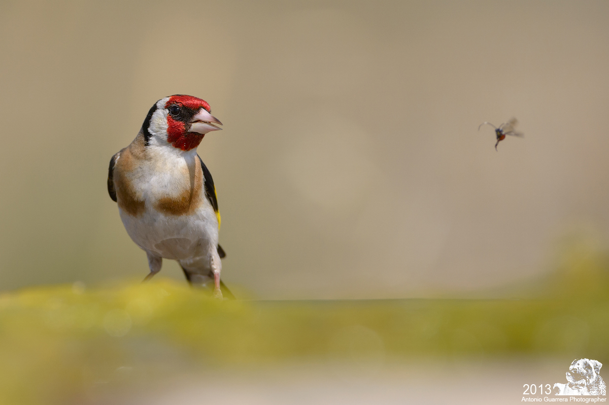 Goldfinch