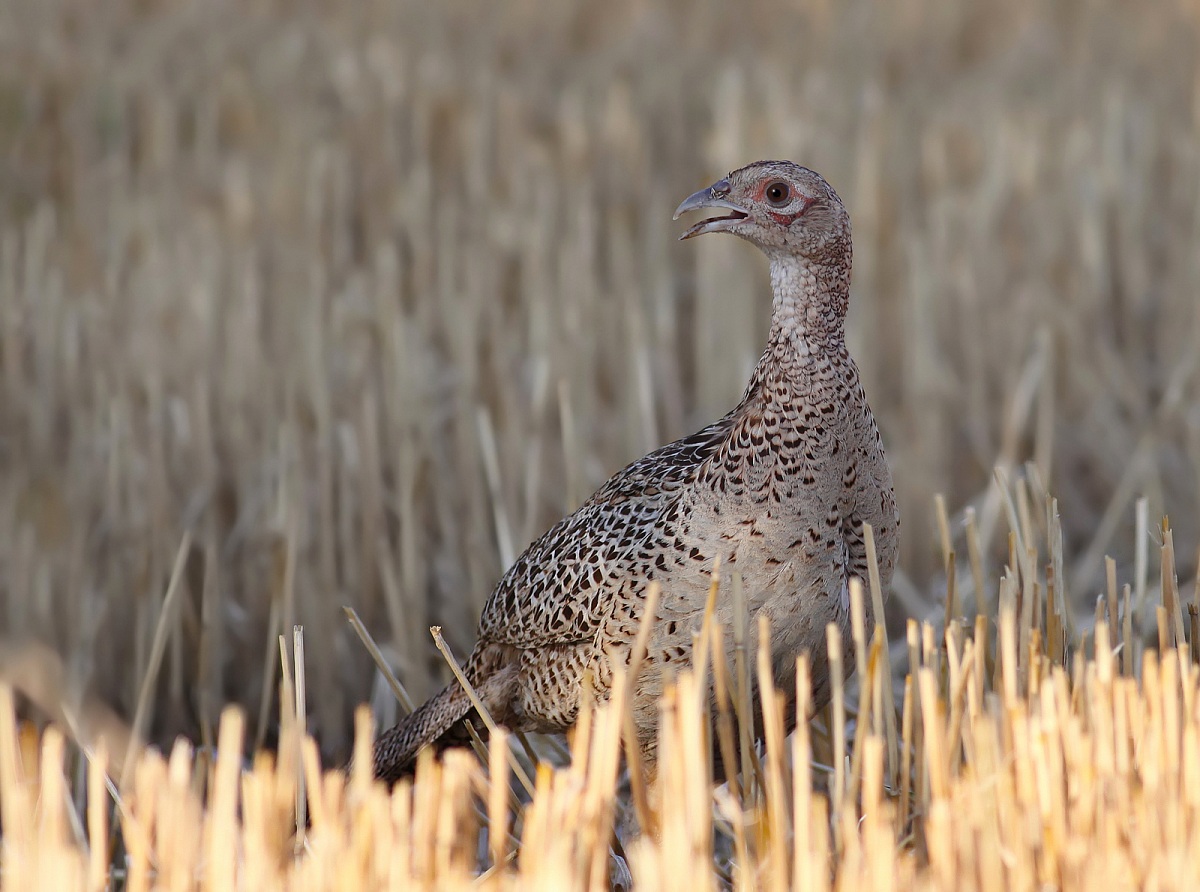 fagiano (femmina) 2012