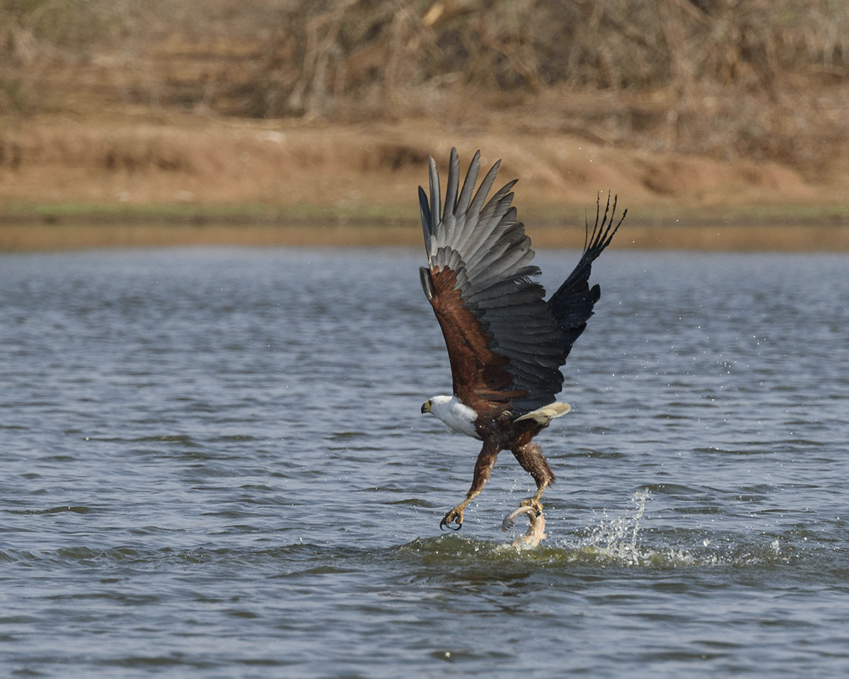 osprey in action