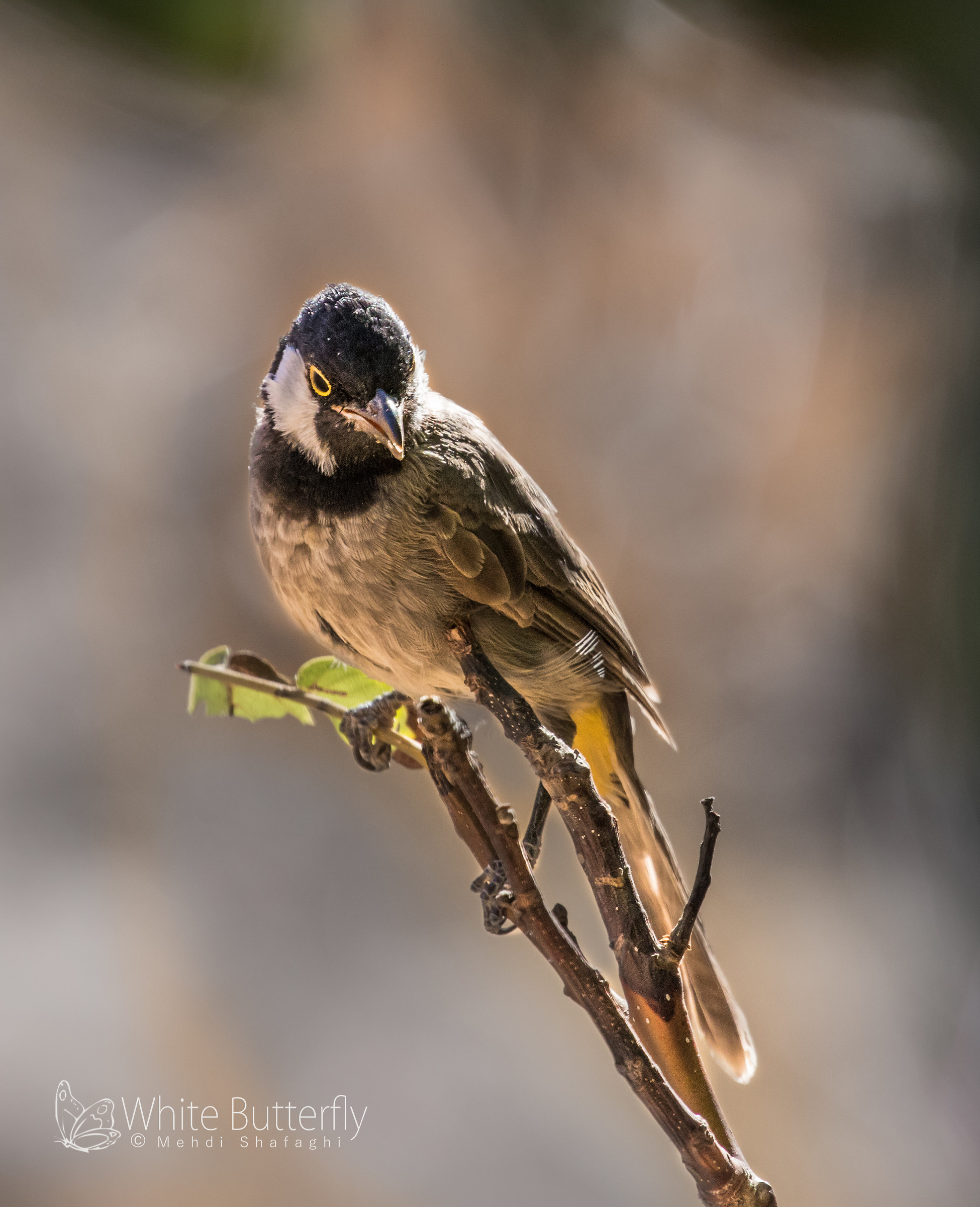 White-eared bulbul