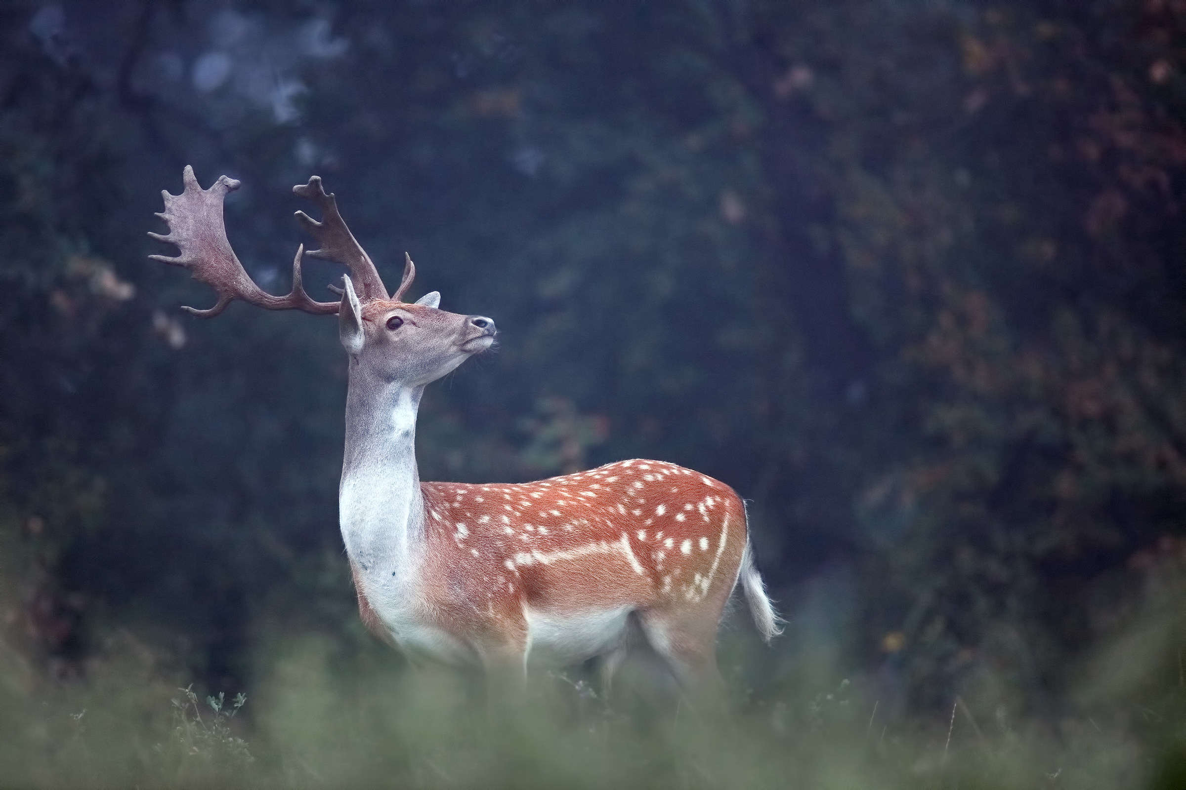 Palancone nella nebbia