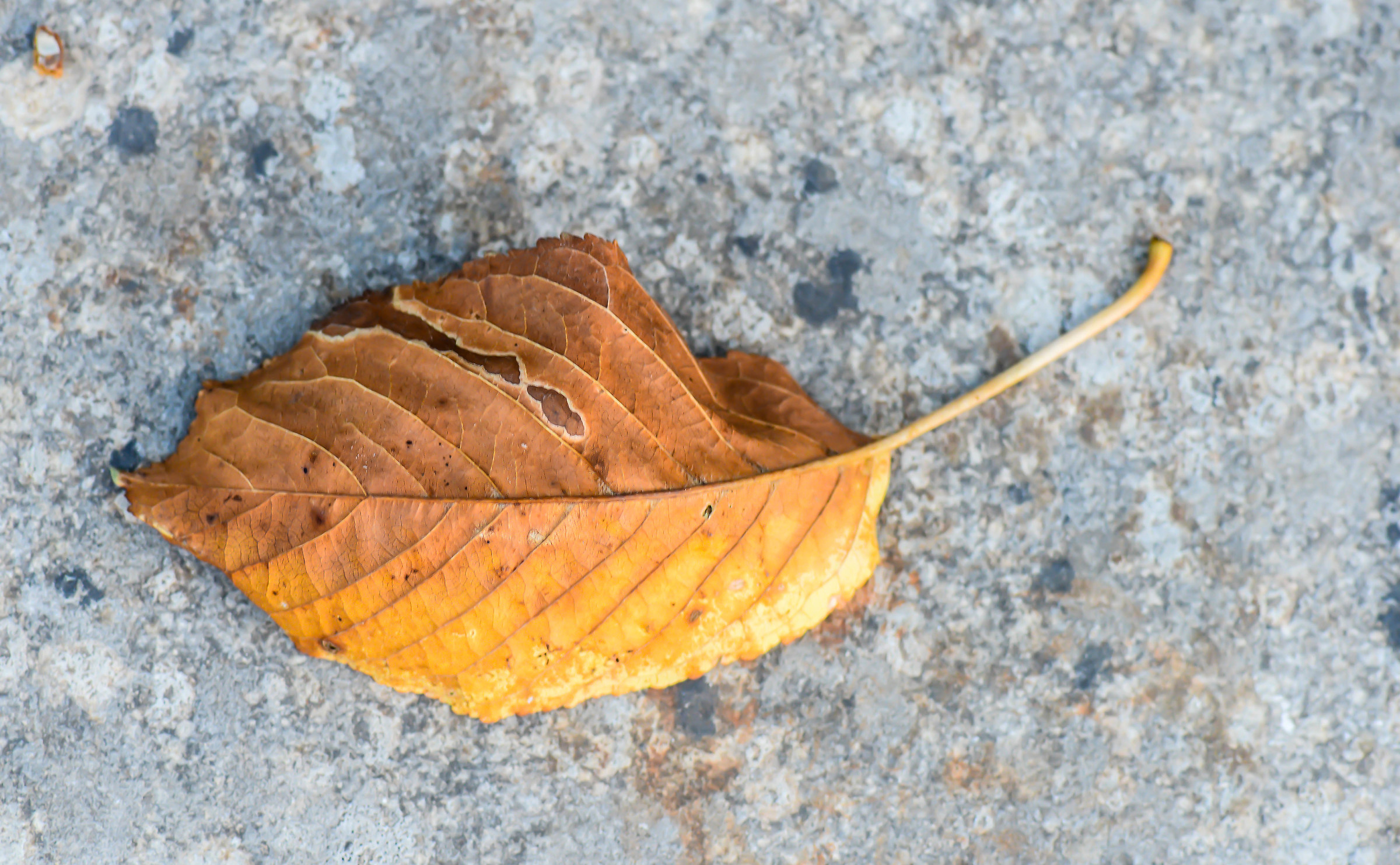 Fallen Leaf