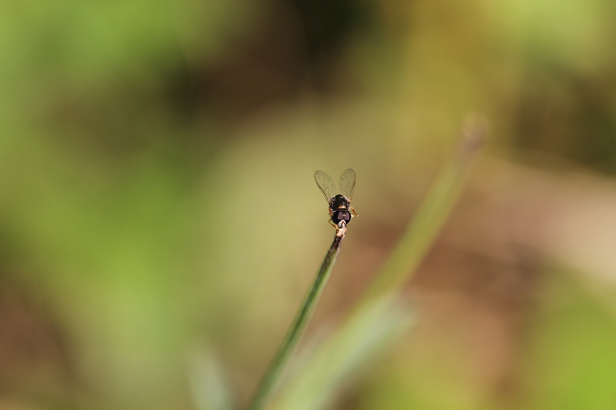 Day at the park in search of insects