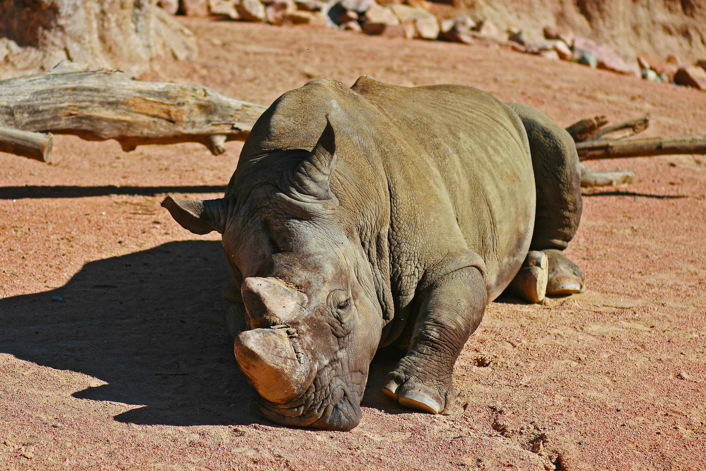 Il riposo del guerriero