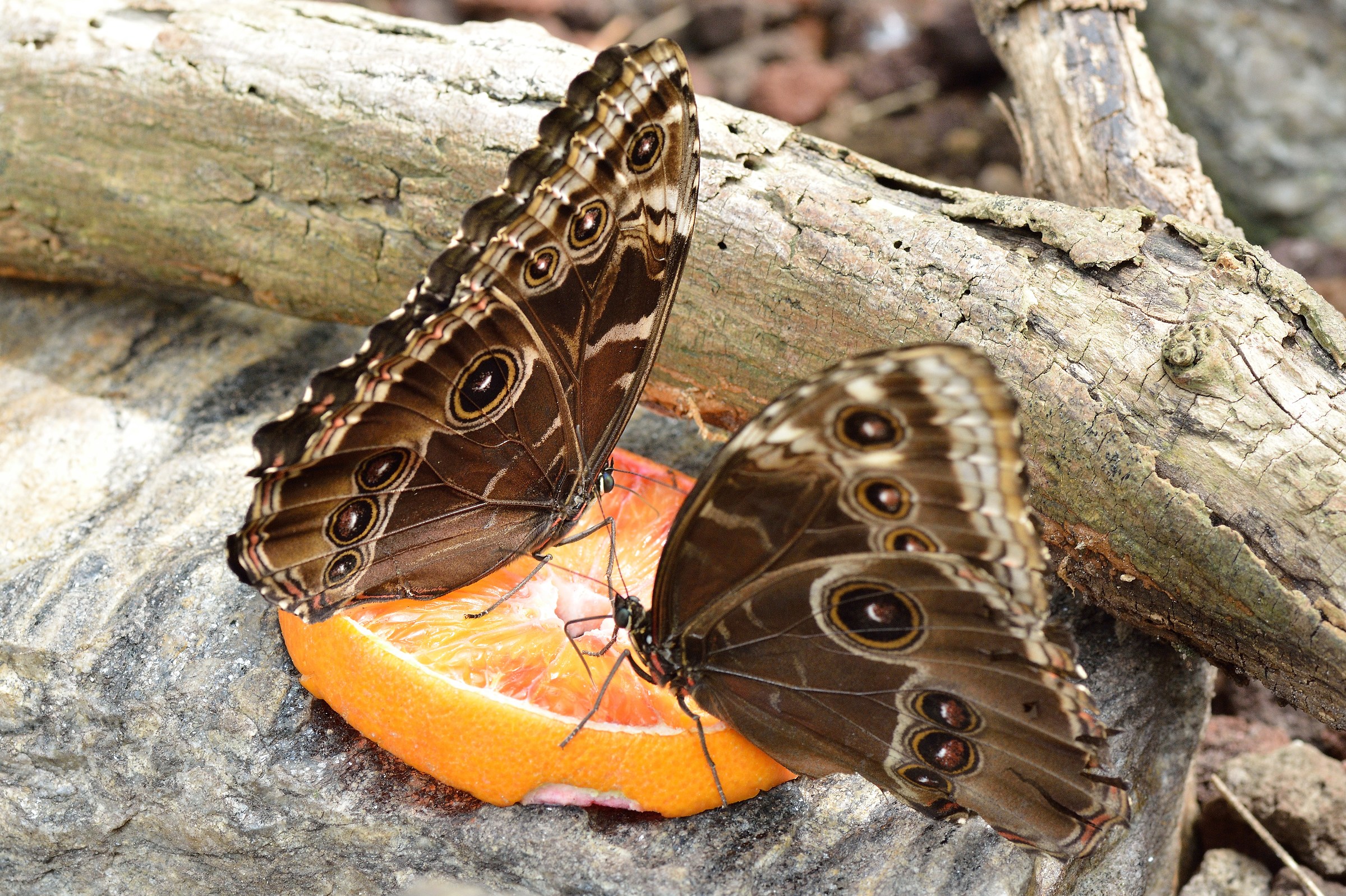 Walking around the butterfly house 2