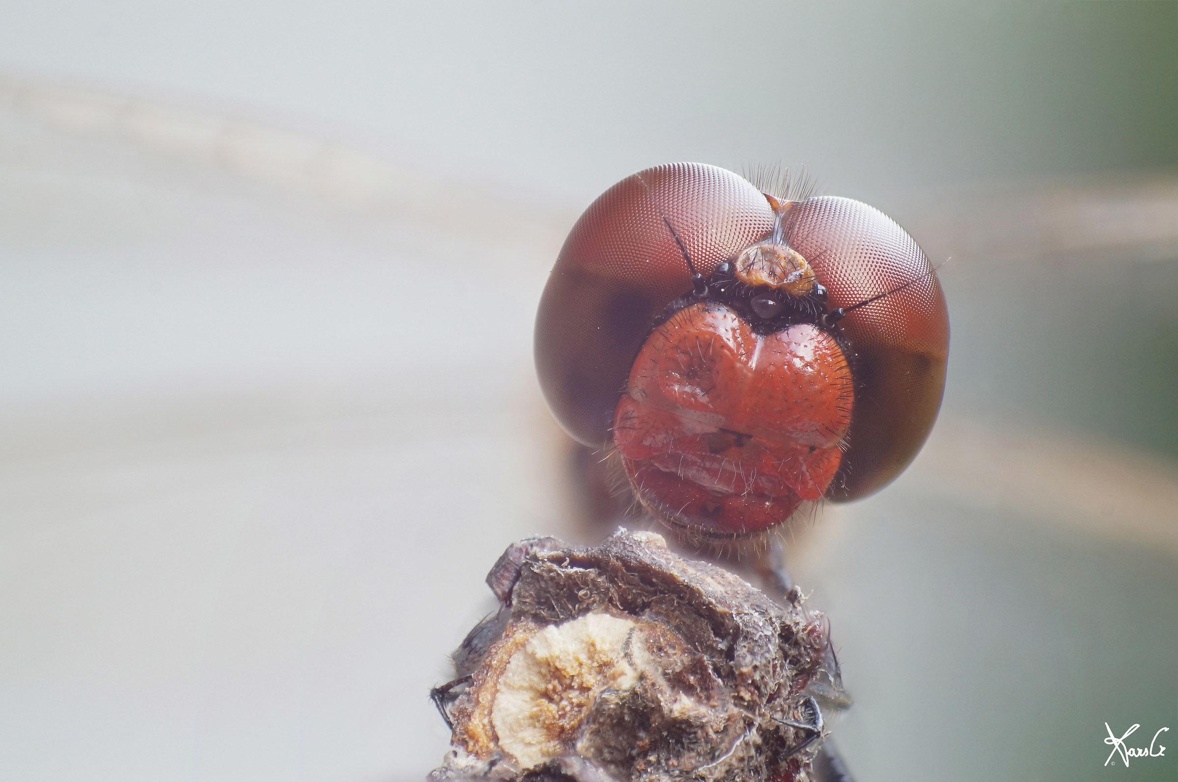 What big eyes you have?