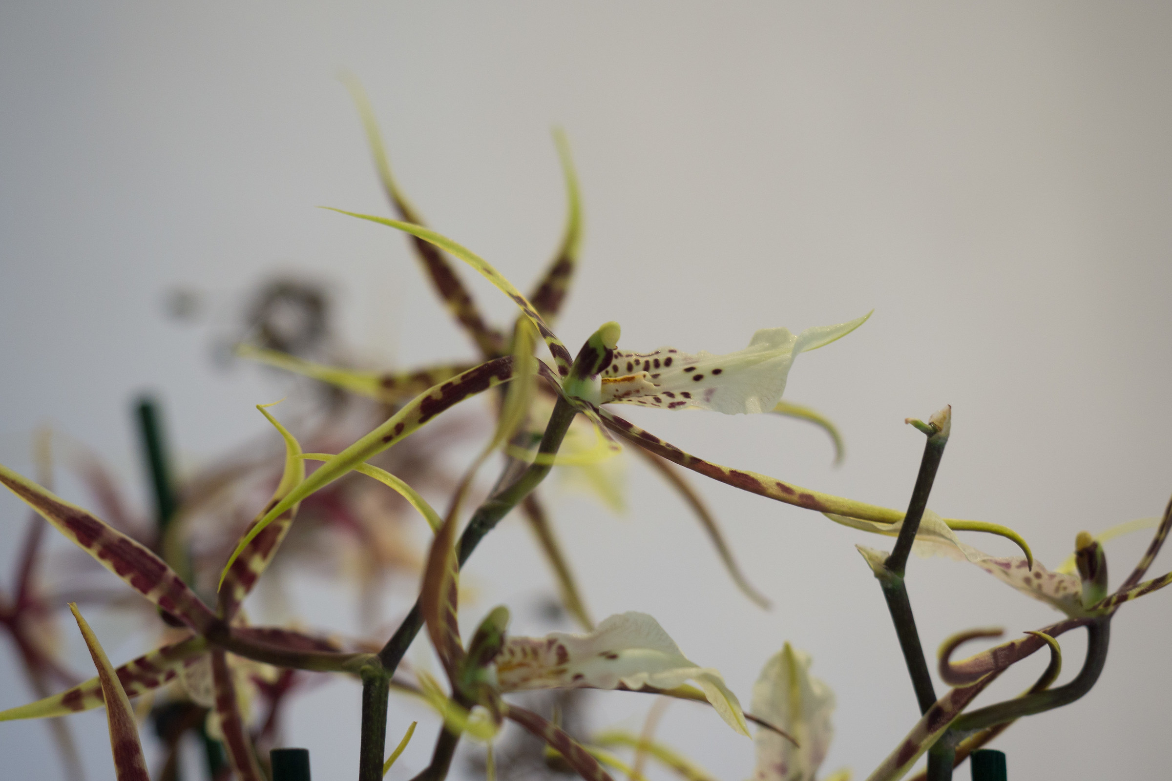 Orchid psychological