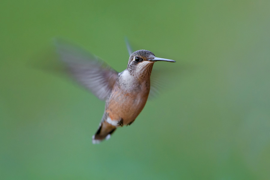 Ruby throated hummingbird