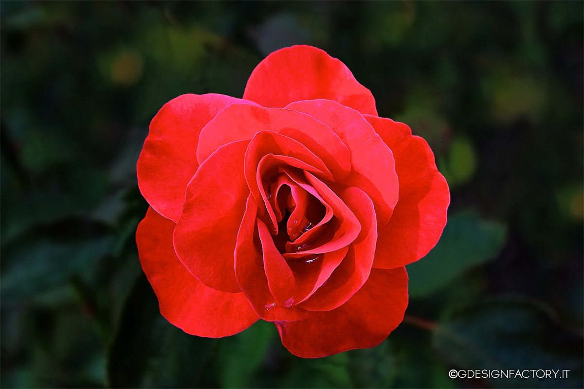 Red Rose