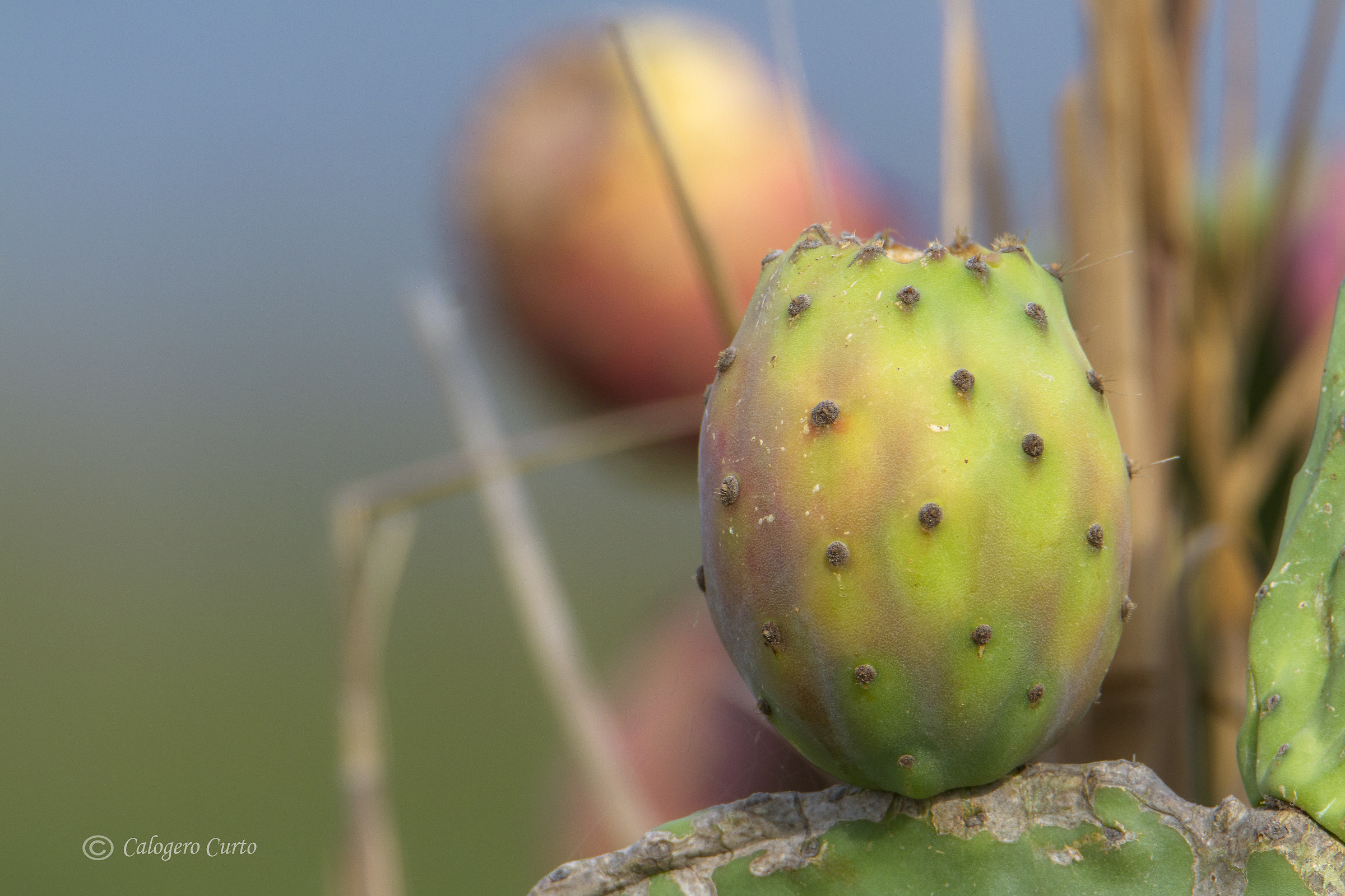Prickly pear