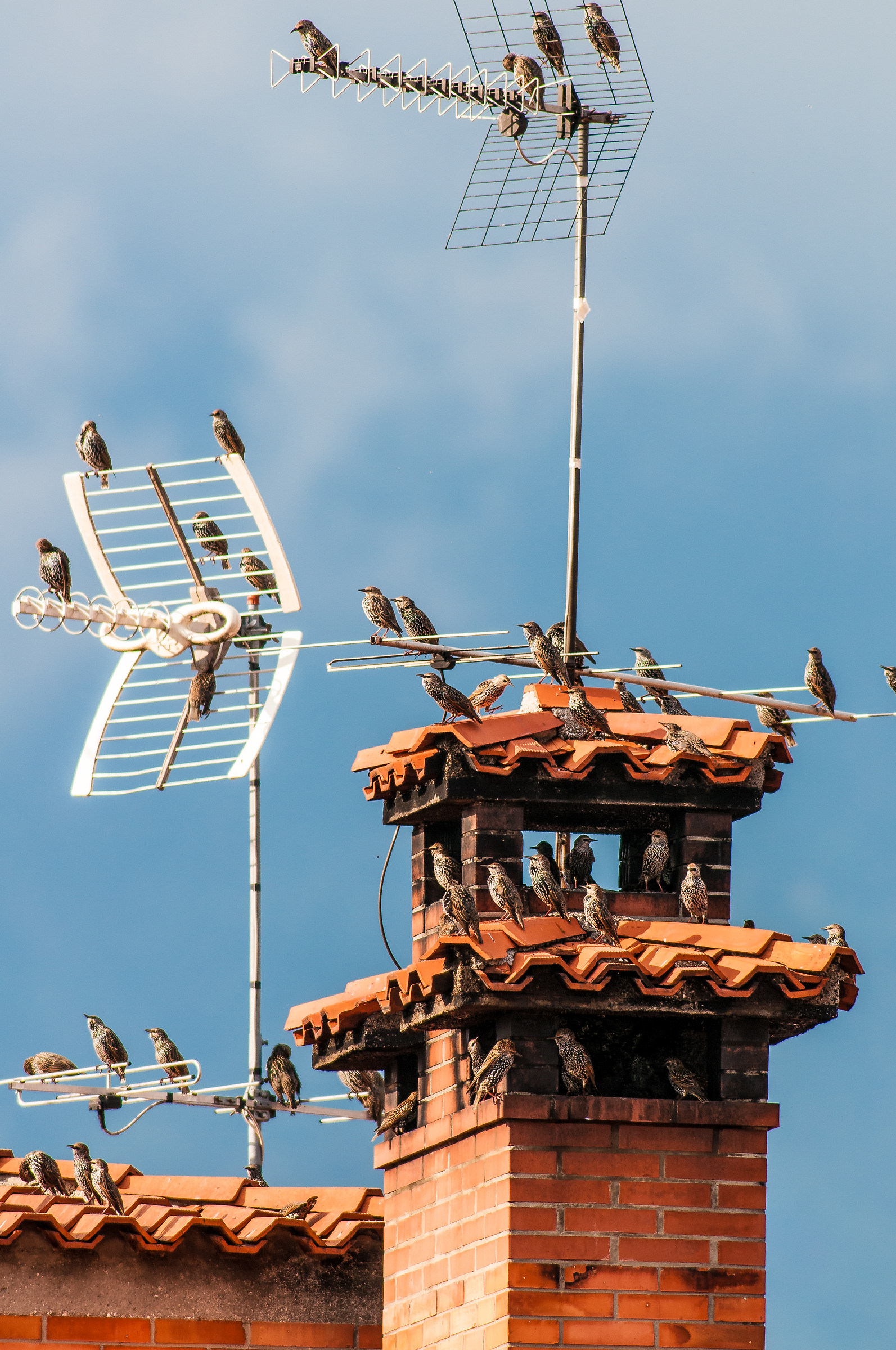 gathering of starlings