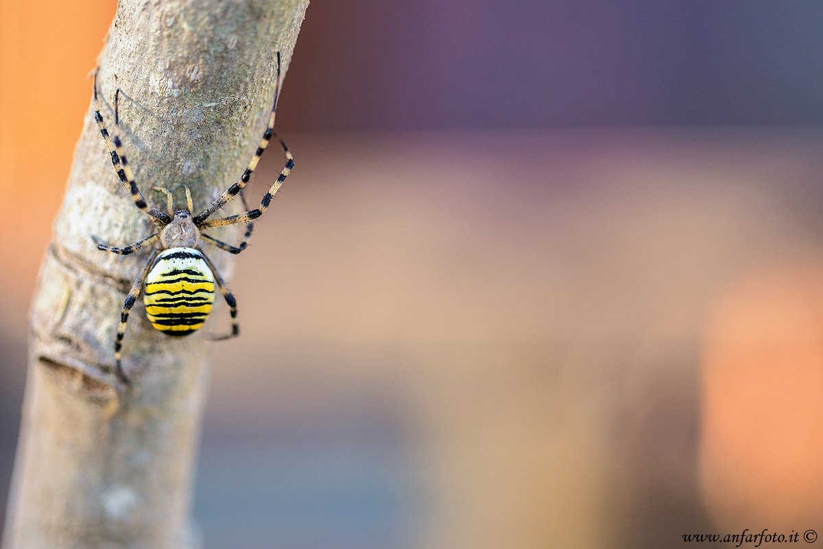 Ragno vespa (Argiope bruennichi)