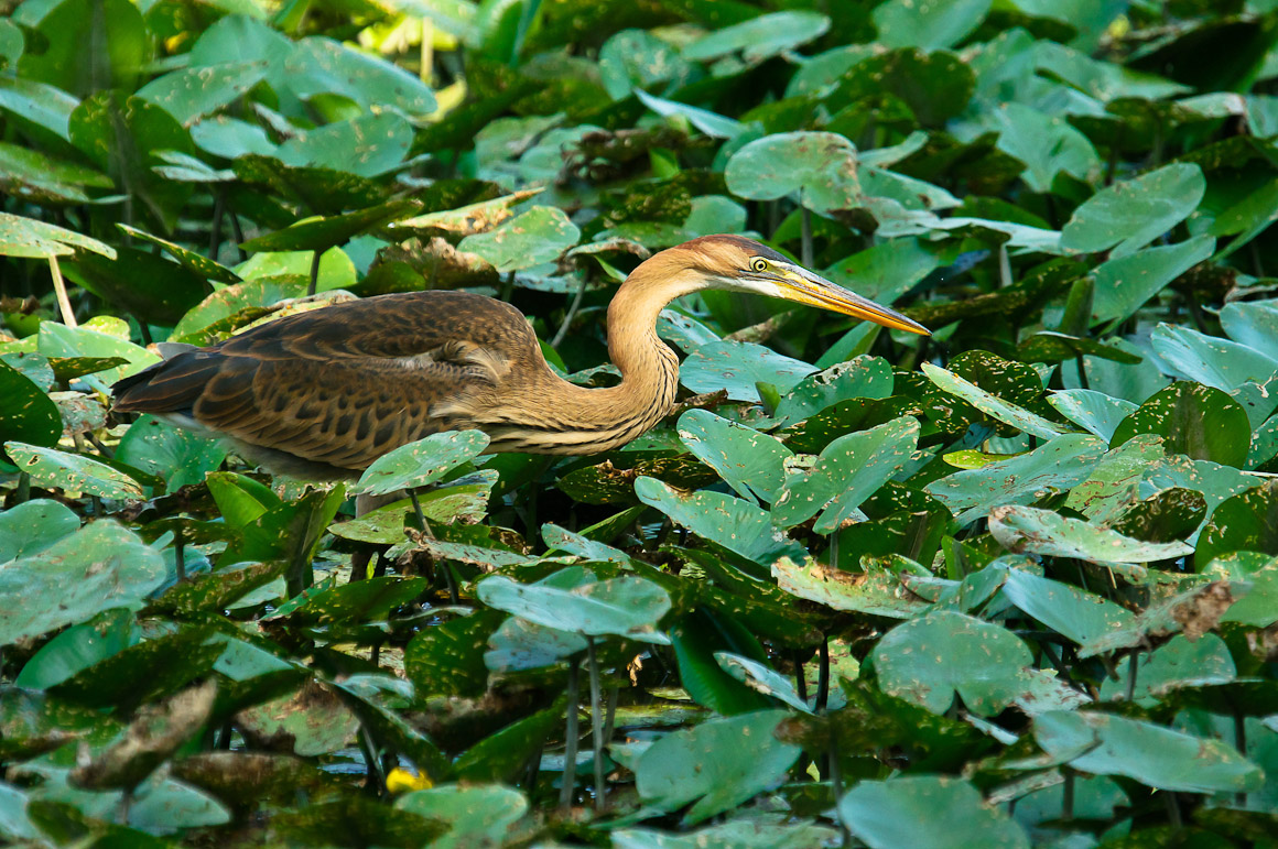 Purple Heron
