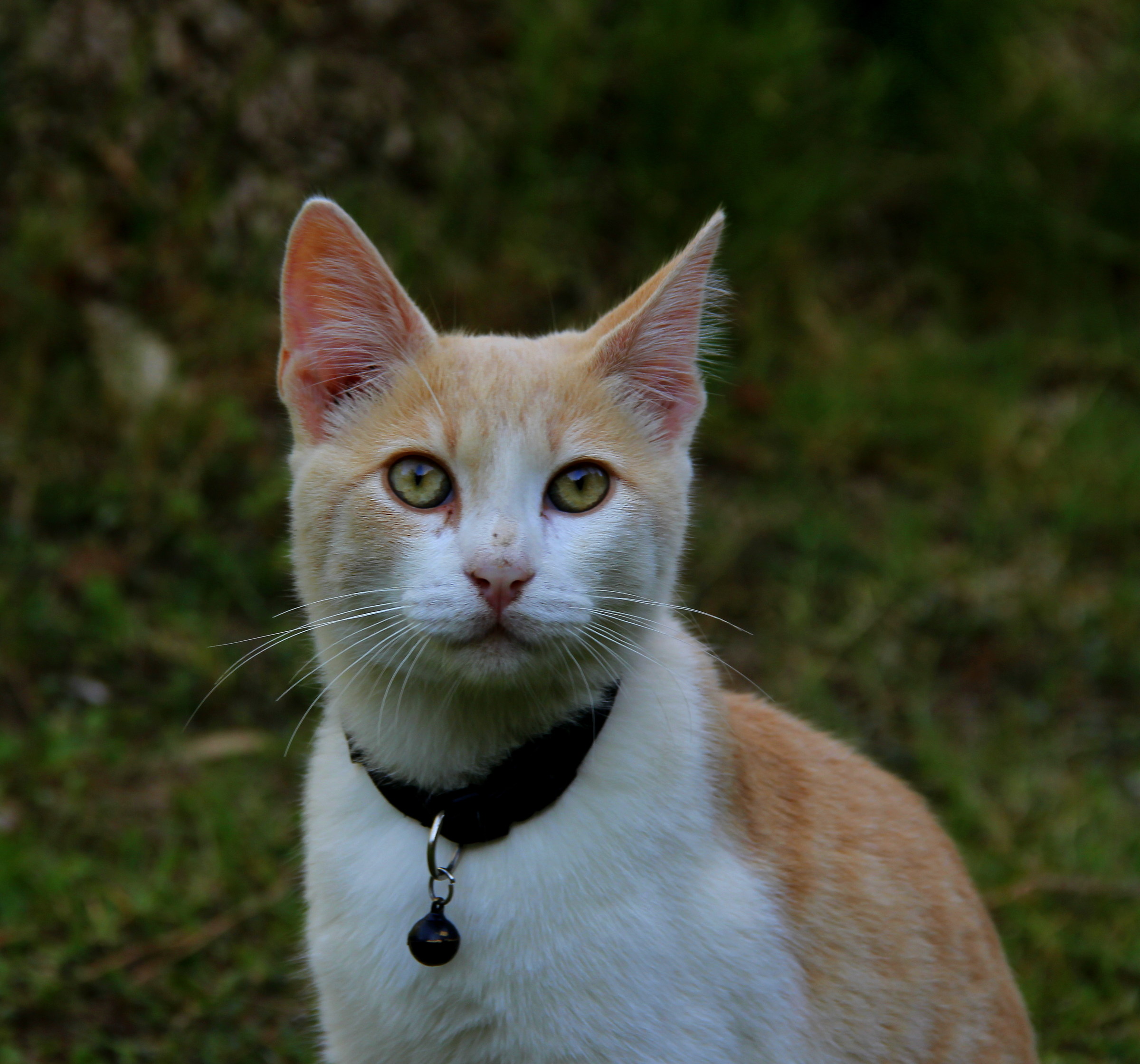 A pretender to Milly