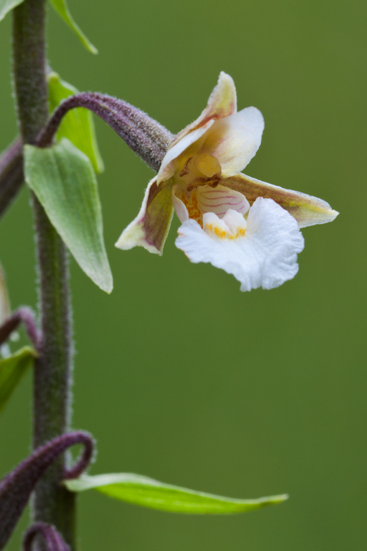 Time Epipactis palustris ...