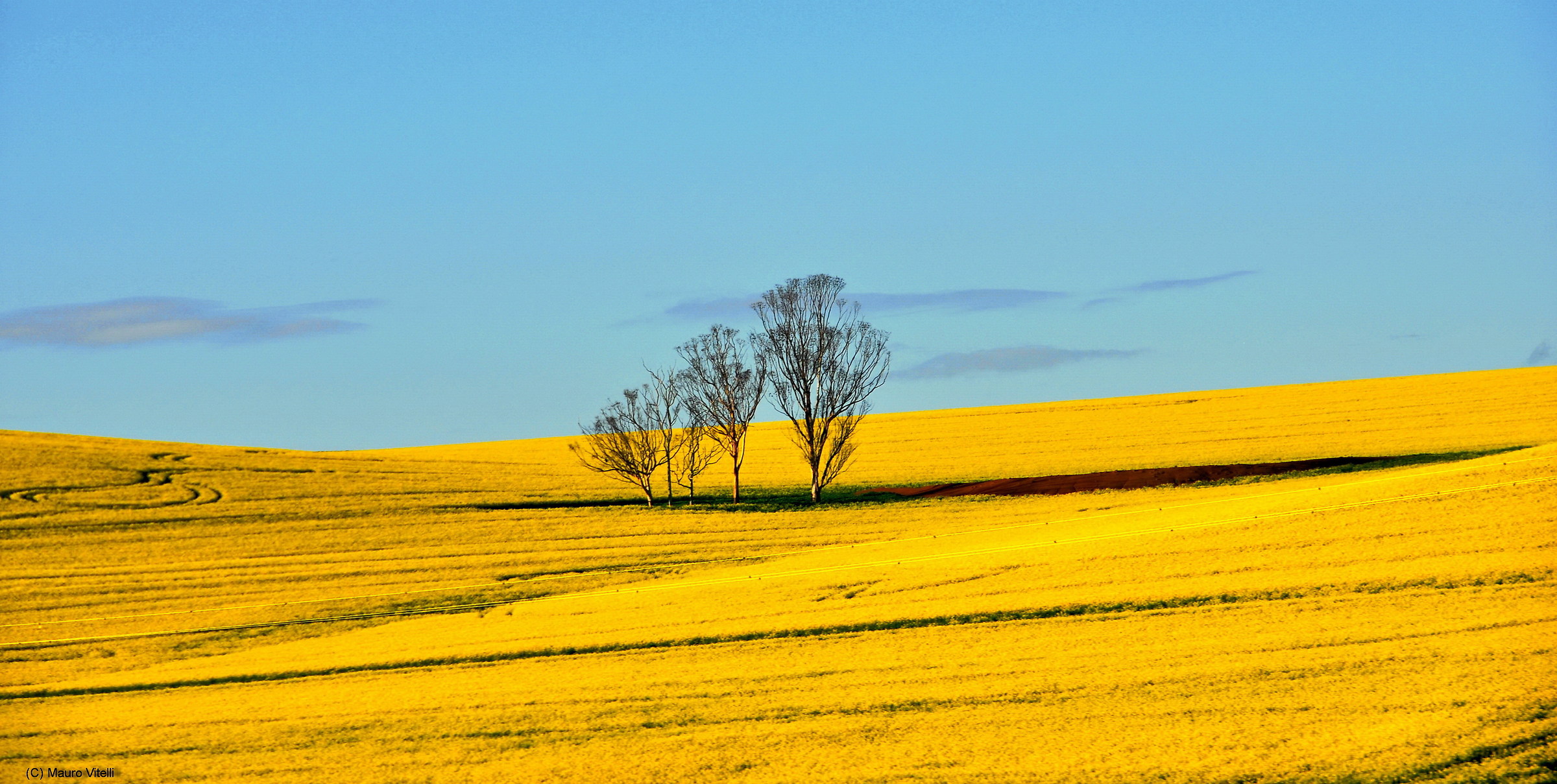 Plantations of rape (South Africa)