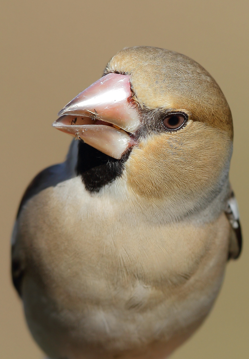 Grosbeak