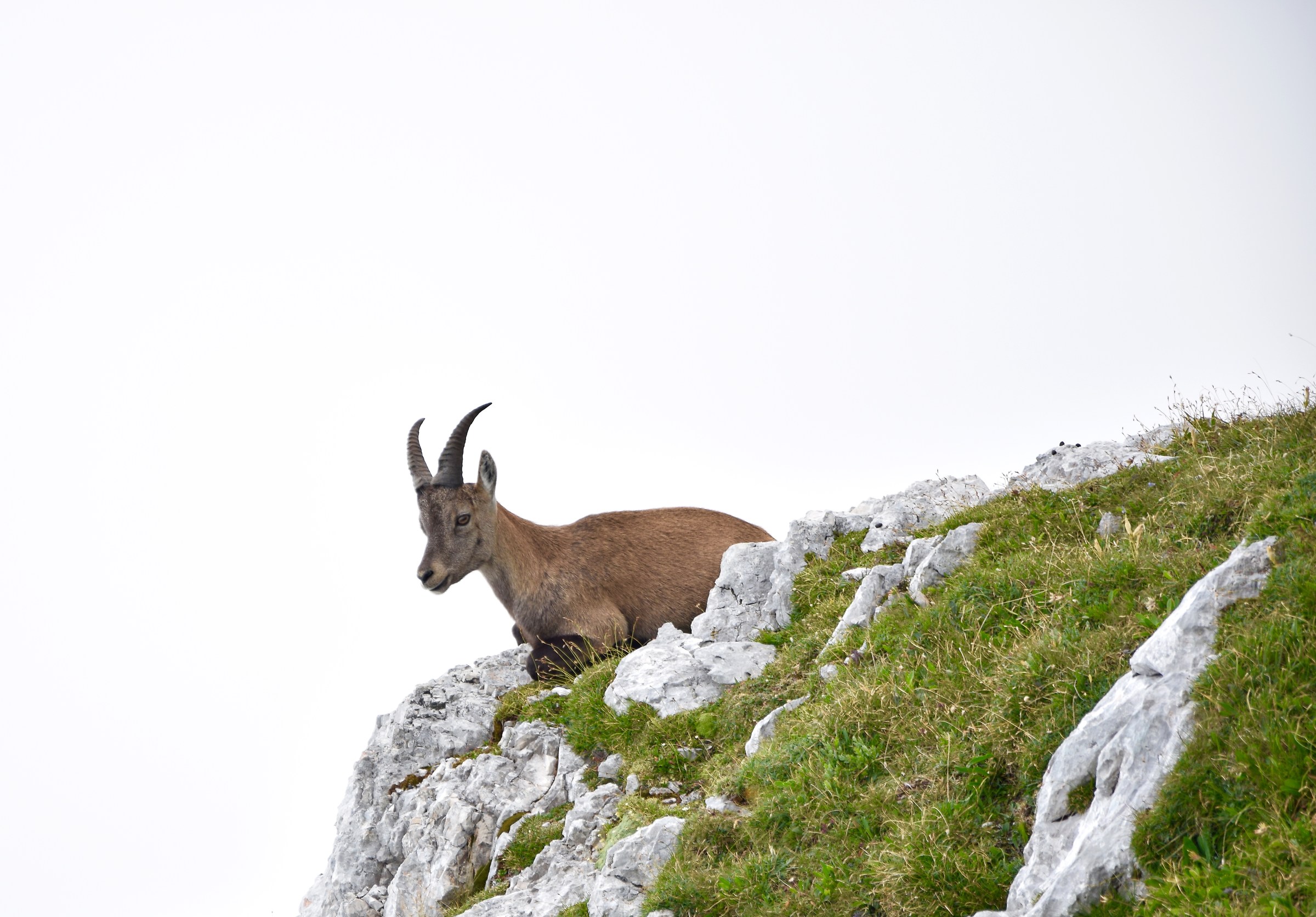 Ibex nele clouds