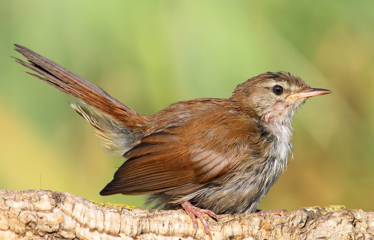 Cetti's Warbler