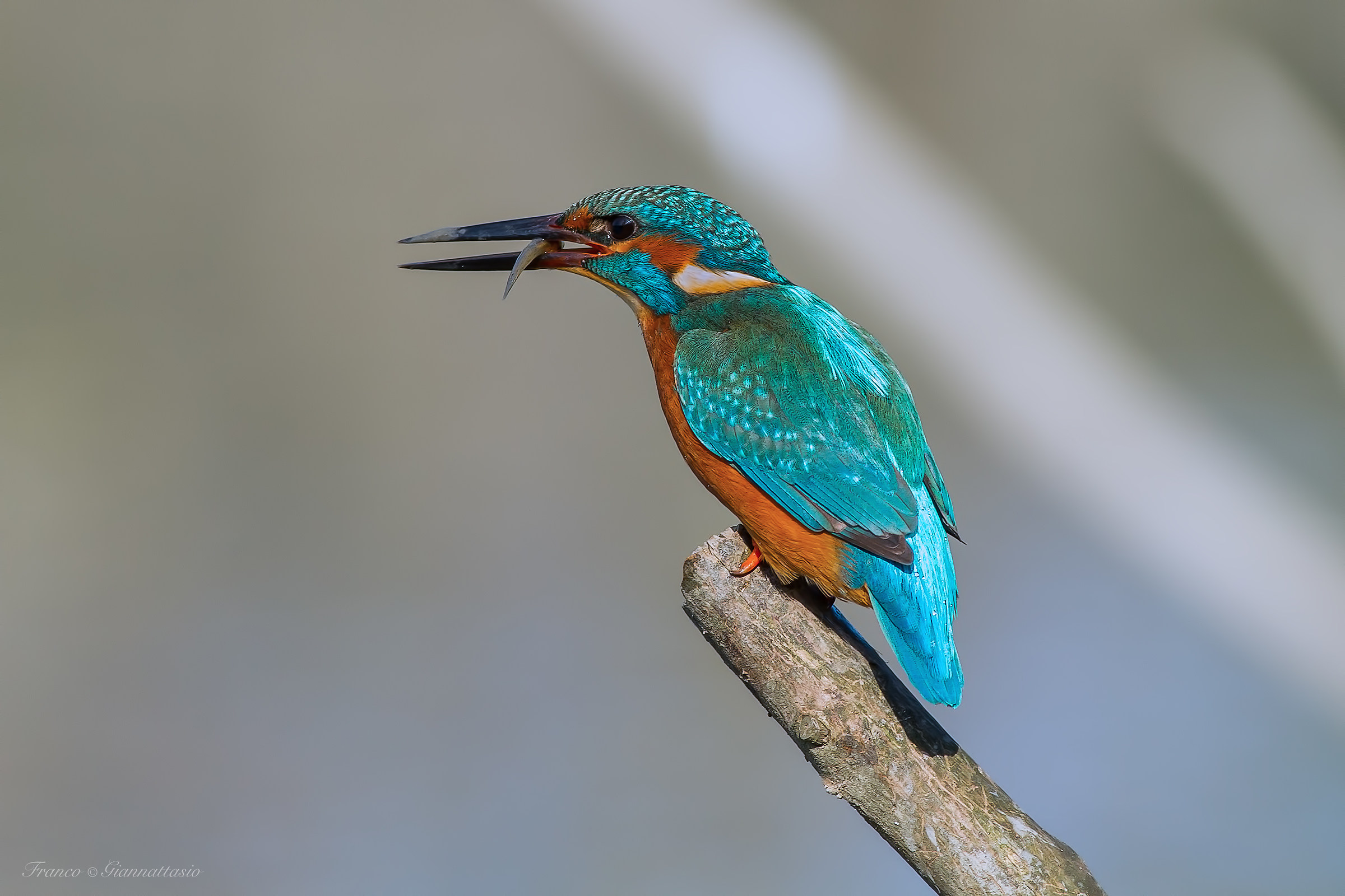 Kingfisher with prey.