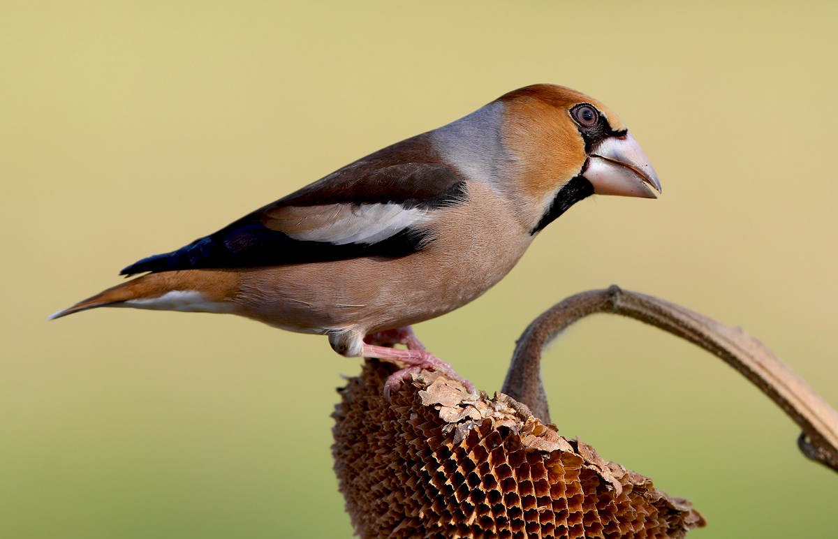Grosbeak