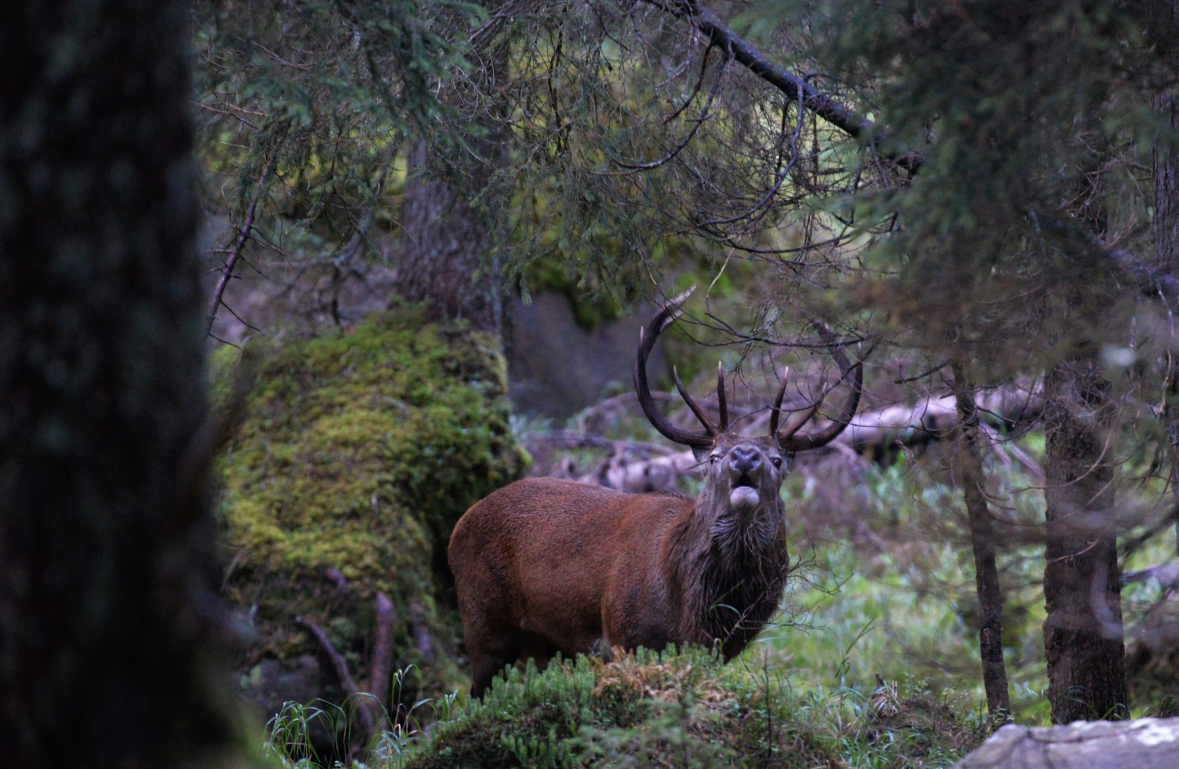 sulle tracce del cervo
