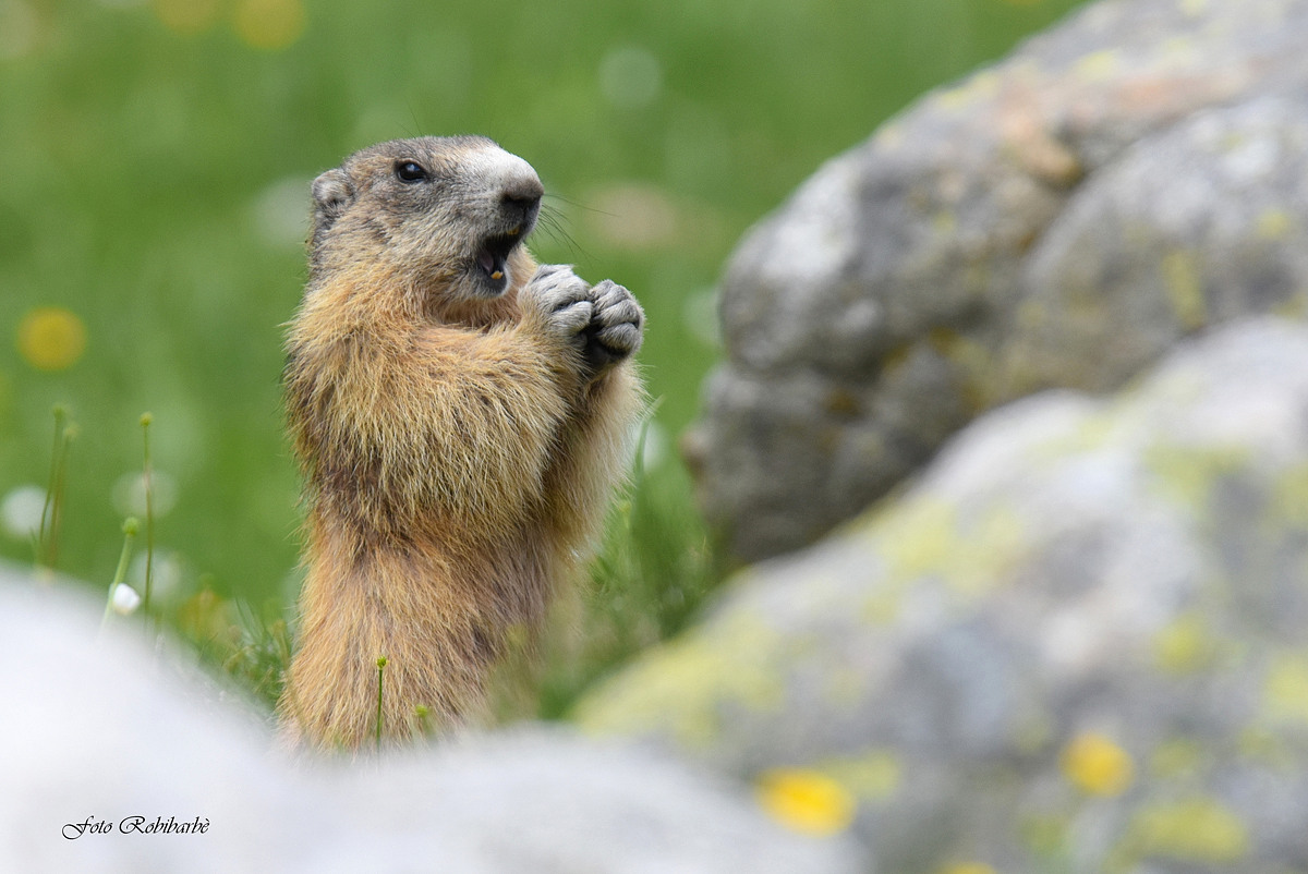Marmotta...
