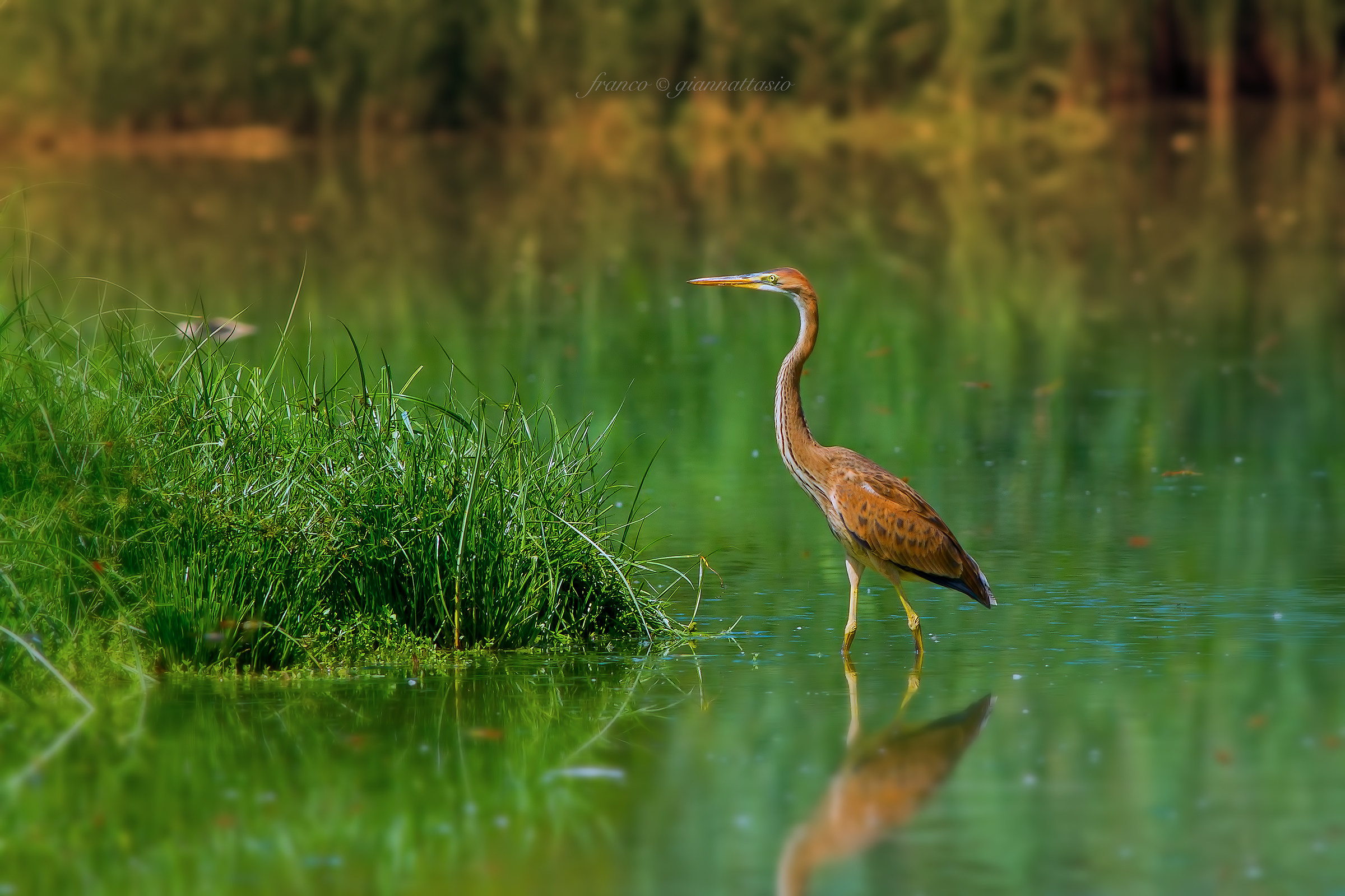 Purple Heron.