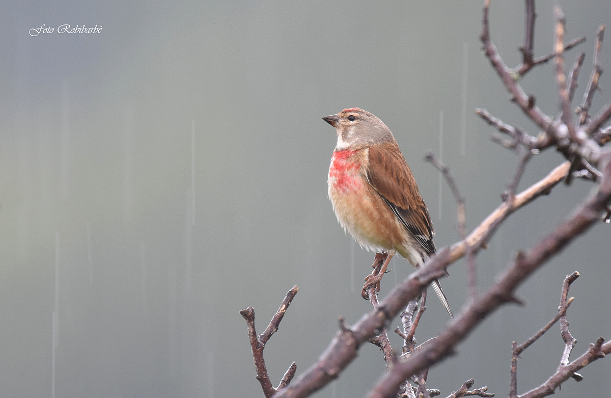 Fanello ...sotto la pioggia...