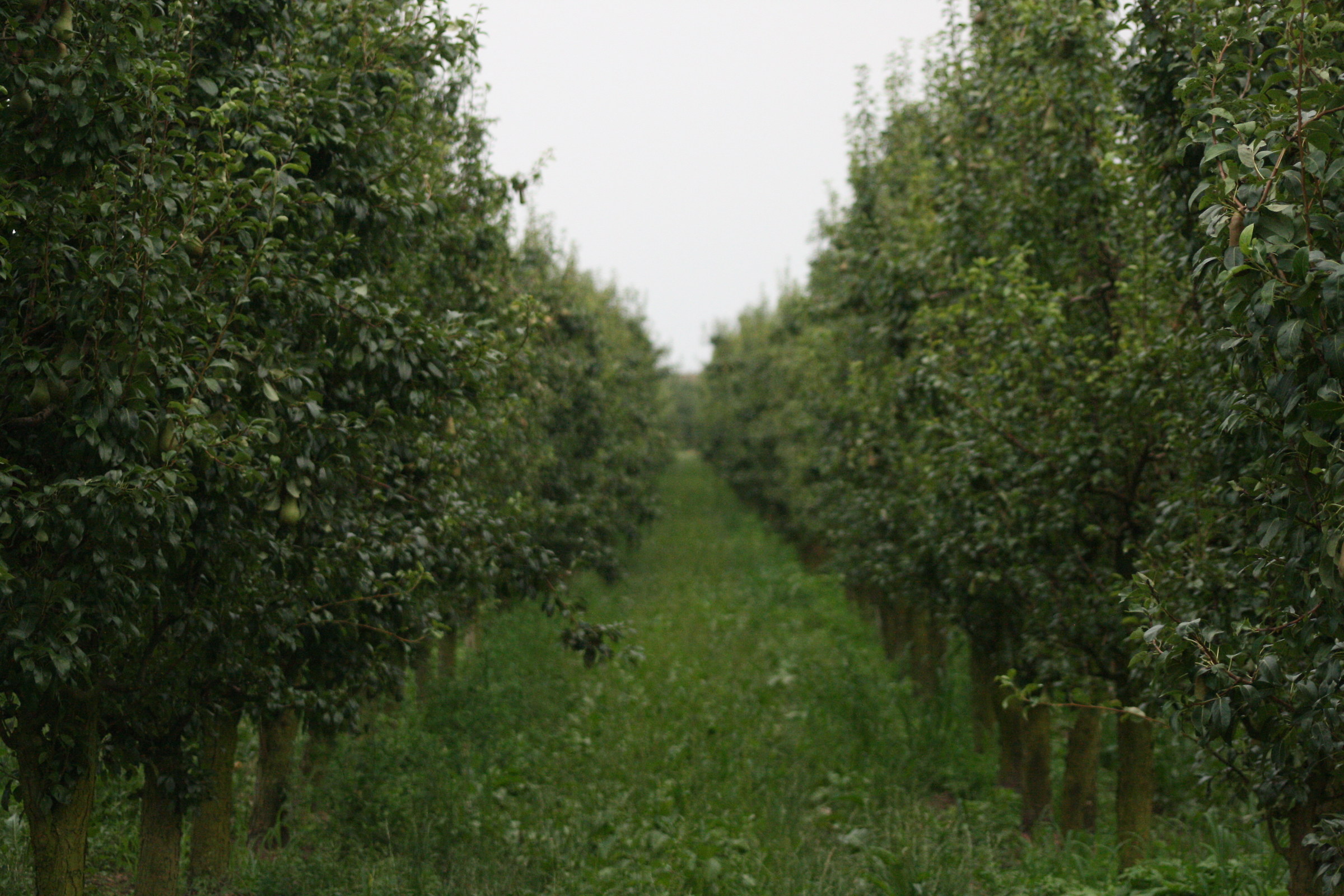A passeggio nelle campagne a Maglione
