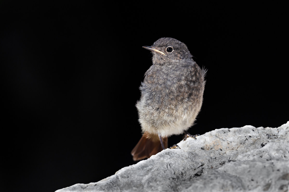 Black redstart juv.