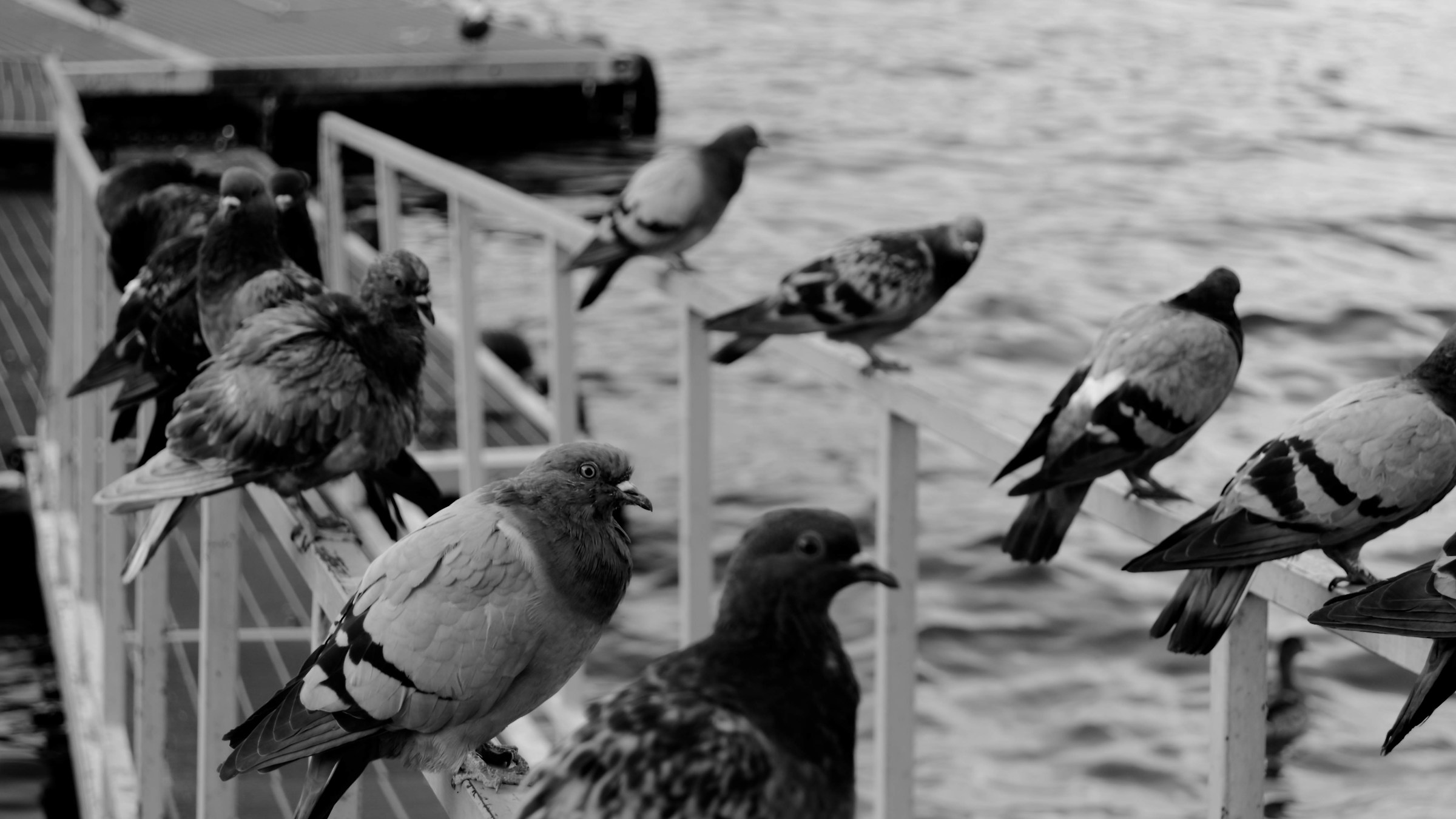 L'occhio del piccione