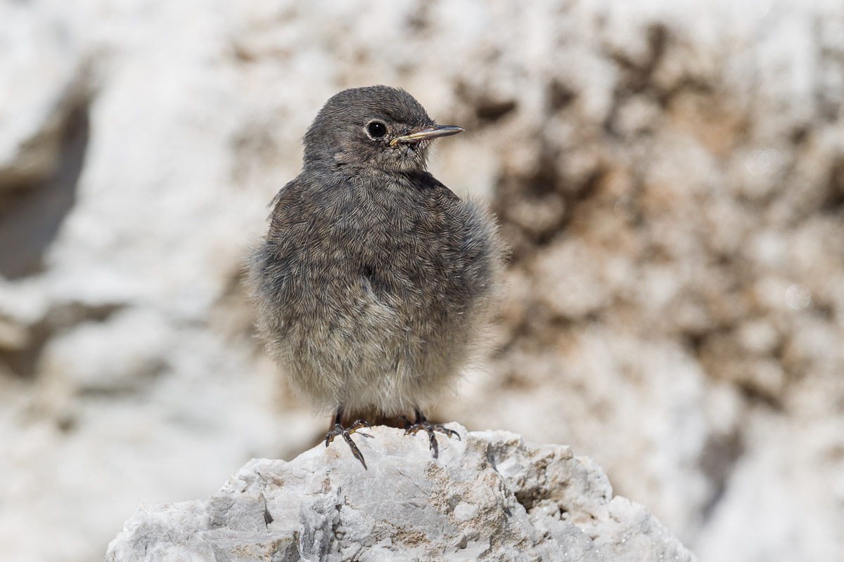 Black redstart juv.