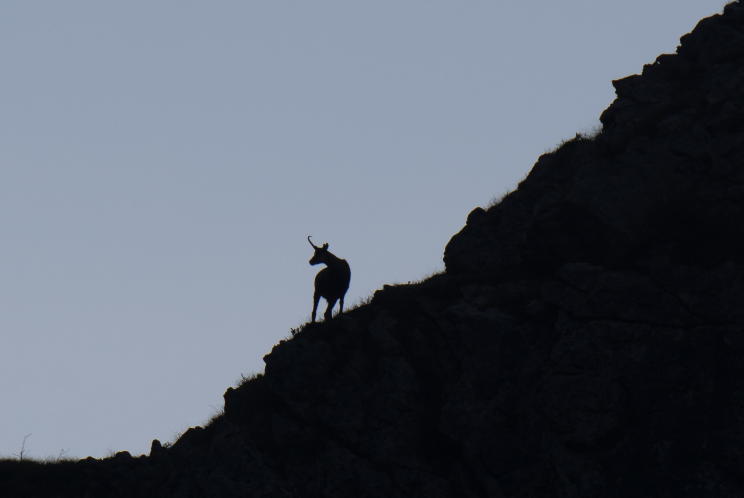 Siluette camoscio