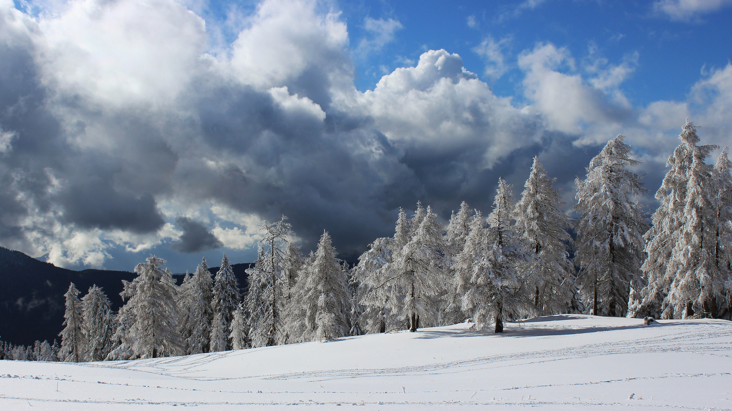 La marcia dei larici