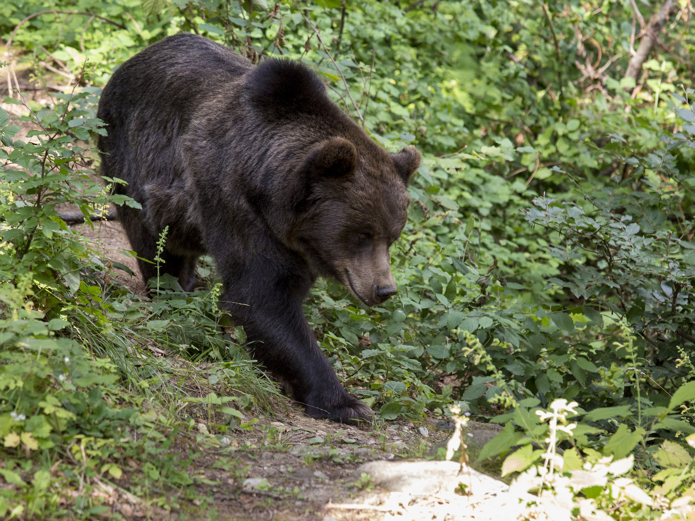 Trentino bear
