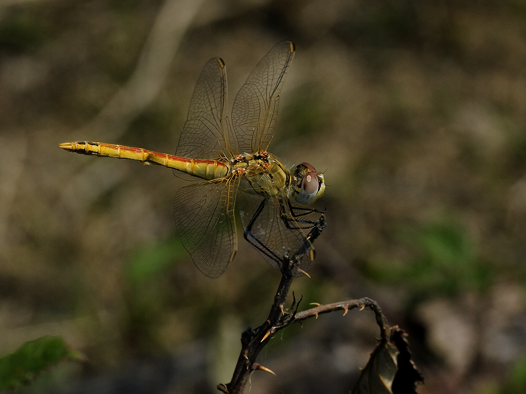 Dragonfly