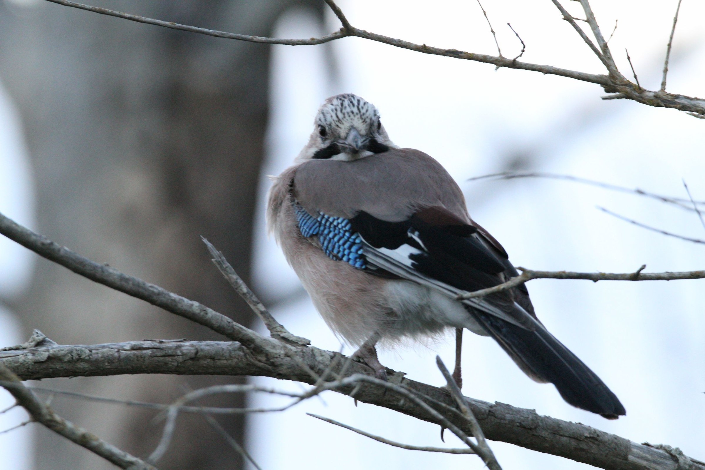 But who and '??? Disguised as an Owl Jay?