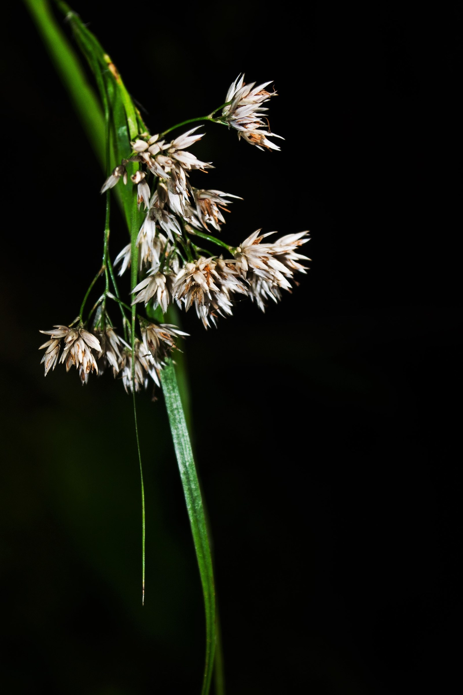 La bellezza delle piccole cose