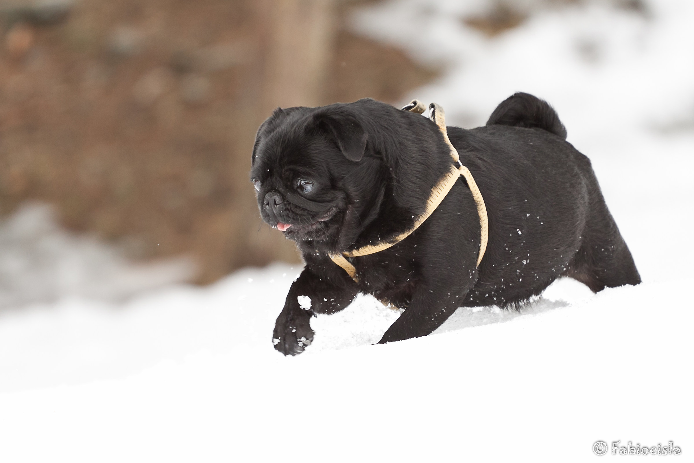 Pug in the snow