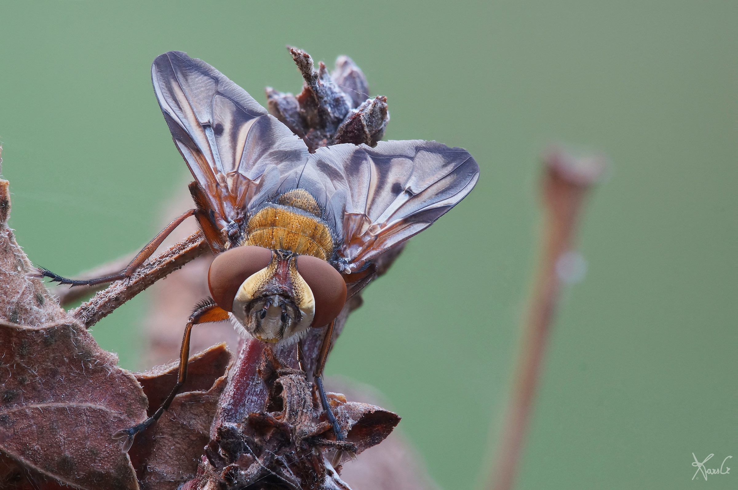 My friend ectophasia