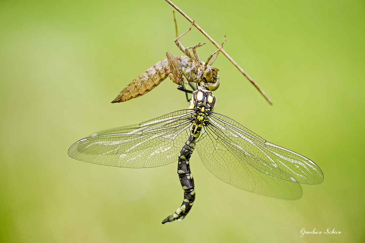 Libellula