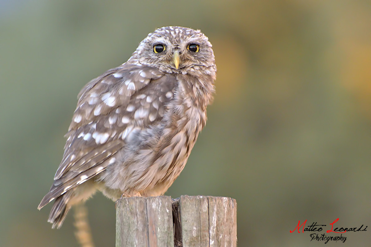 Owl, oh dear sweet Civetta!